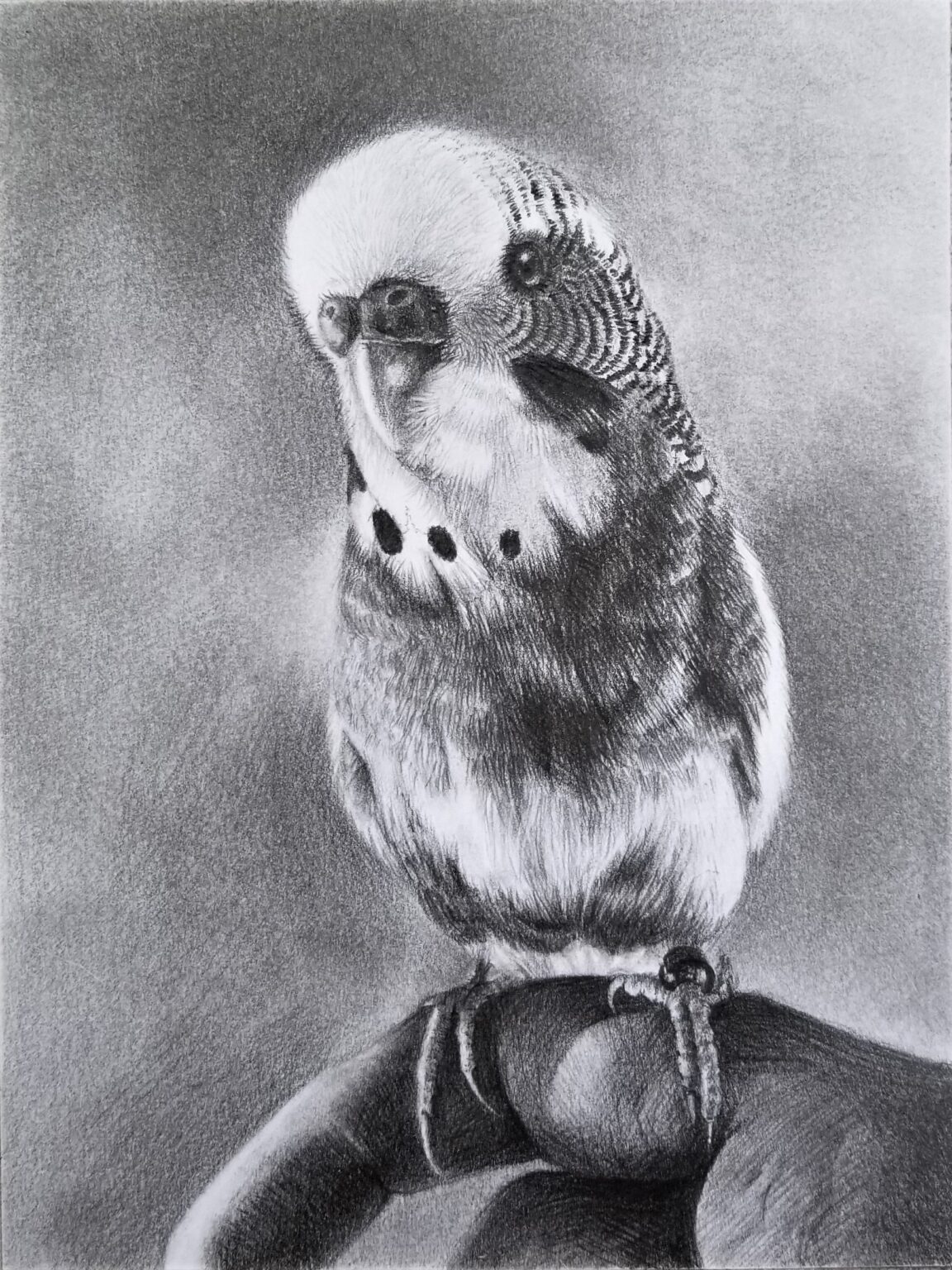 A bird standing, Pencil on canvas