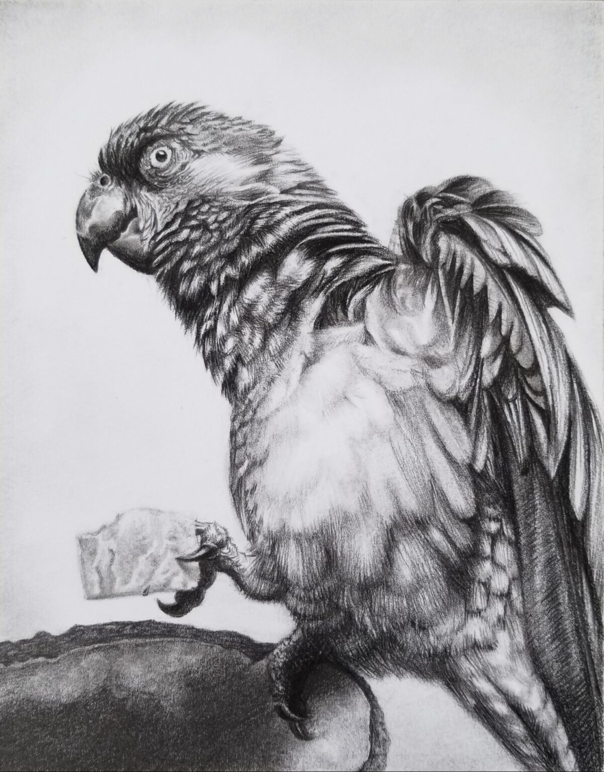 Owl, Pencil on canvas