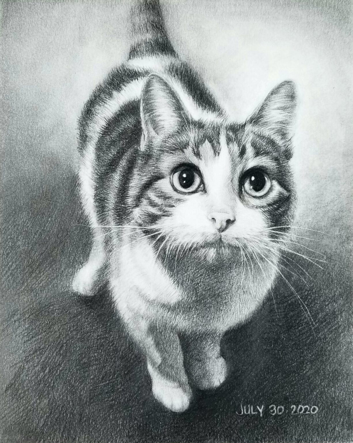 Cat, Pencil on canvas