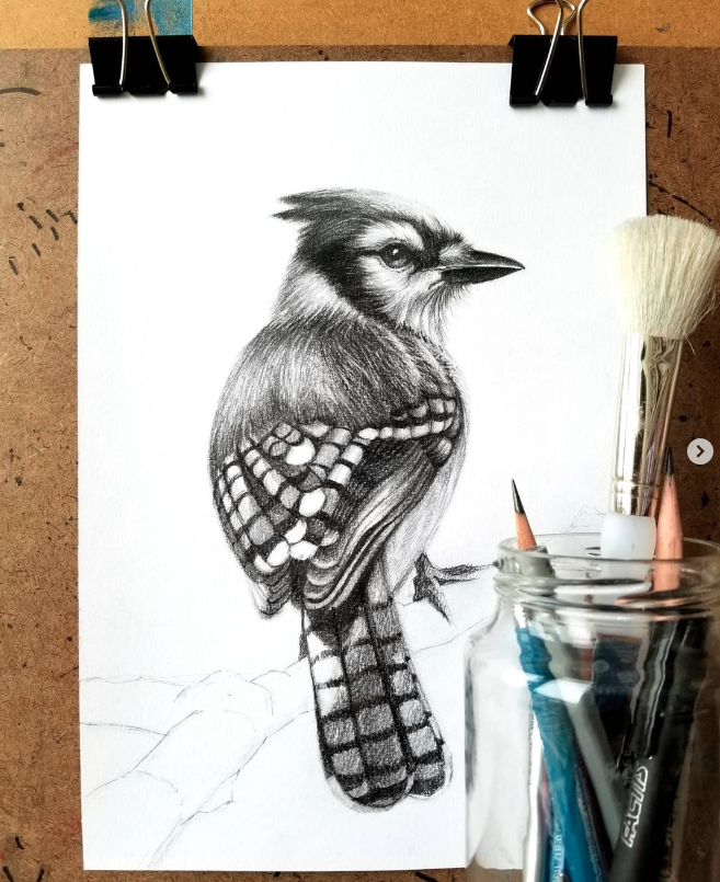 Bluejay